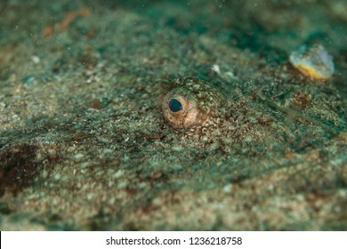 Angler, Monkfish, Lophius Piscatorius