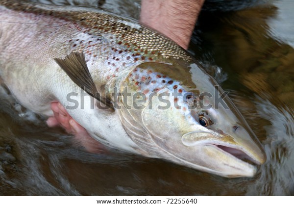 An angler prepares to release a fall run\
Atlantic Salmon back to the river to\
spawn