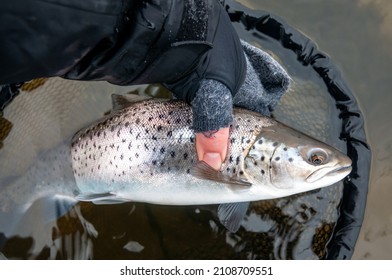 Angler releasing sea trout from landing net