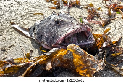 Anglerfish / Monkfish head washed up on the beach