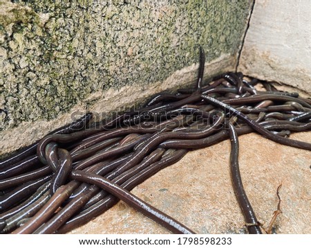 
angleworm reptile from the ground