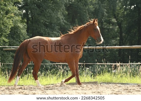 Anglo arabian horse trotting on paddock Foto stock © 