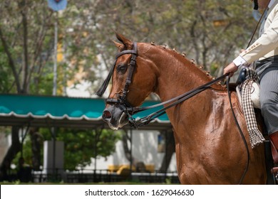 Anglo Arabian Mare In Doma Vaquera In Spain