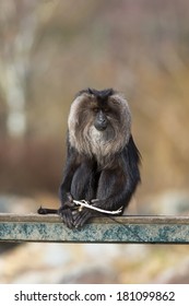 Angola Colobus