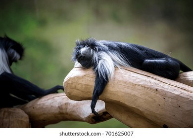 Angola Colobus.