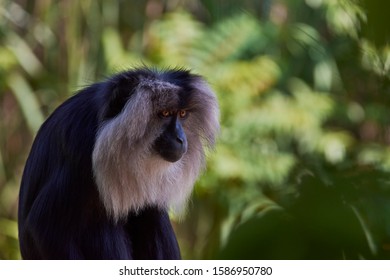 The Angola Colobus, Colobus Angolensis