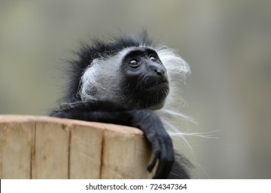 Angola Colobus (Colobus Angolensis)