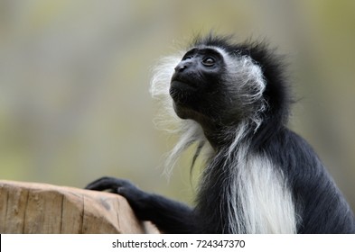 Angola Colobus (Colobus Angolensis)