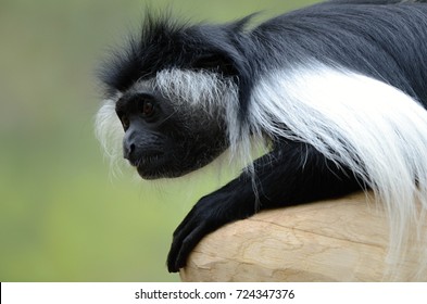 Angola Colobus (Colobus Angolensis)