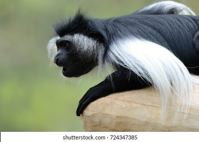 Angola Colobus (Colobus Angolensis)