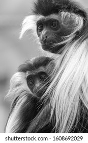 Angola Colobus With Baby In Black And White