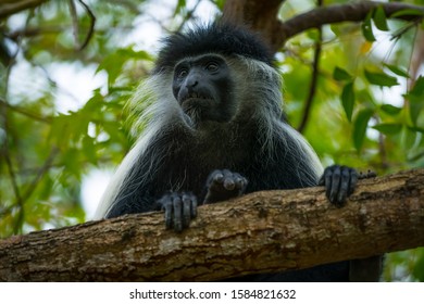 Angola Colobus Monkey Siting In The Tree