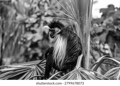 Angolan colobus monkey primate in tree