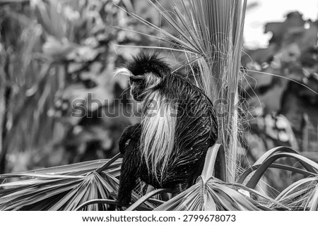 Angolan colobus monkey primate in tree