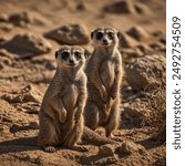 Angolan meerkats, also known simply as meerkats, are small, burrowing mammals native to southern Africa, including Angola. They are part of the mongoose family and are characterized by their slender 