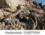 Angolan python / Python anchietae