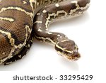 Angolan python (Python anchietae) isolated on white background.
