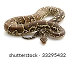 Angolan python (Python anchietae) isolated on white background.