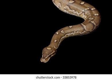 Angolan python : 43 images, photos et images vectorielles de stock ...