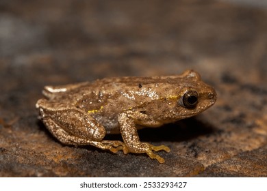 Angolan Reed Frog (Hyperolius parallelus)