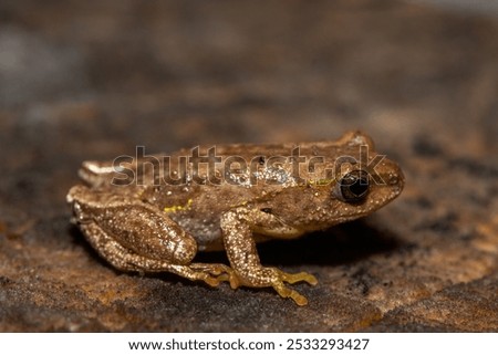 Angolan Reed Frog (Hyperolius parallelus)