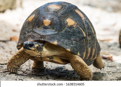 angonoka-ploughshare-tortoise-astrochelys-yniphora-260nw-1638314605.jpg