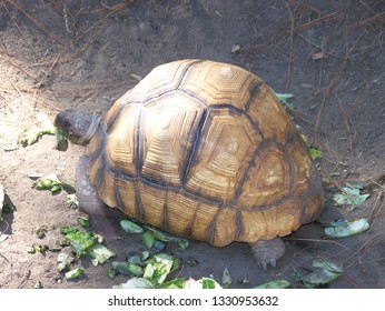 angonoka-tortoise-croc-farm-ivato-260nw-1330953632.jpg