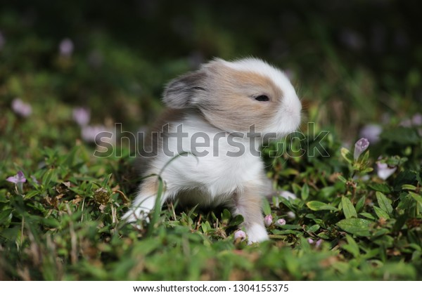angora baby bunny