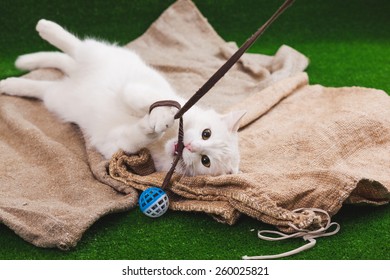 Angora Cat