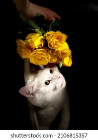 Angora Cat Named Muffy Smells Beautiful Yellow Roses . Amazing And Unique Moment. Perfect For Decorating Different Objects (Christmas Balls, Cups, Phone Covers, Notebook Covers ) .