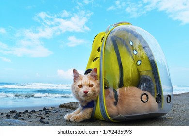 Angora Cat sitting on the beach with backpack, pet traveling concept.