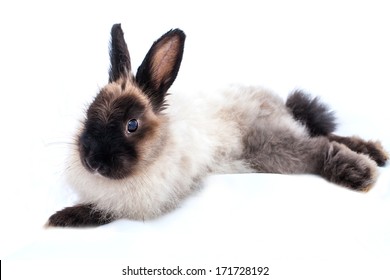 angora rabbit dwarf