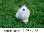 Angora dwarf rabbit minor medium size white and black with blue eyes sits on green grass, look away