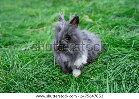 Angora dwarf rabbit minor medium size white and grey with black eyes sits on a a green grass, looks to the camera, closeup