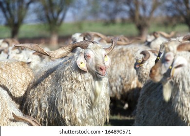 Angora Goat 