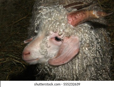 Angora Goat