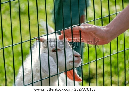 Little baby cow feeding from milk bottle.