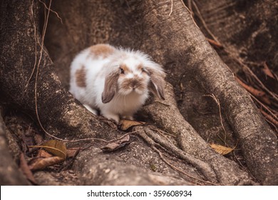 アンゴラウサギ の画像 写真素材 ベクター画像 Shutterstock