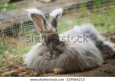 Angora rabbit close up