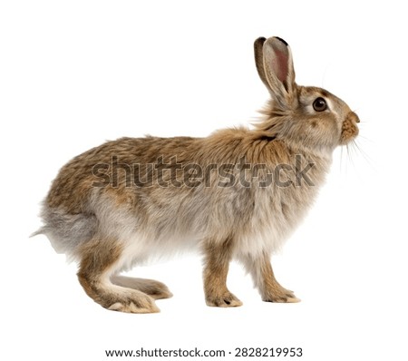 Angora Rabbit Elegant Angora Rabbit Standing W Isolated On White Background