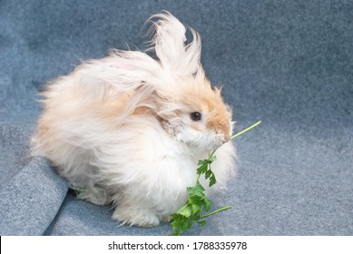 Angora Rabbit Fluffy in Wind eating parsley cilantro on gray background tan and white fur fluffy ears looking to the right