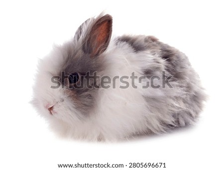 angora rabbit in front of white background