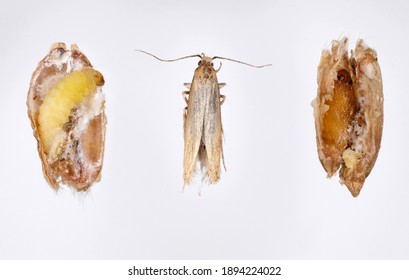 The Angoumois grain moth (Sitotroga cerealella) - caterpillar, pupa and adult insect. It is an important pest of stored grains of cereals, maize, rice and others