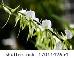 Angraecum Eburneum is a species of orchid. Their common name the "comet orchid". They generally grow up to 2 meters in height and grows 10 to 15 flowers per plant. 