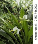 Angraecum Eburneum. Their common name are "comet orchid". They generally grow up to 2 metres (6 ft 7 in) in height and grows 10 to 15 flowers per plant. It is the national flower of Seychelles.