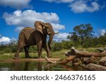 Angry African bush elephant walking along waterhole in Kruger National park, South Africa ; Specie Loxodonta africana family of Elephantidae