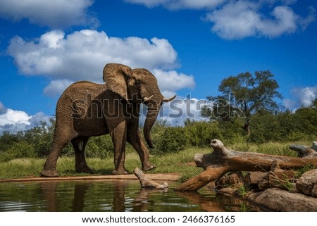 Angry African bush elephant walking along waterhole in Kruger National park, South Africa ; Specie Loxodonta africana family of Elephantidae