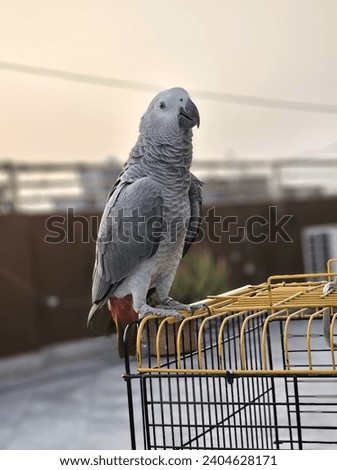 Angry - african grey parrot