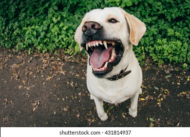 Angry and aggressive dog labrador showing teeth