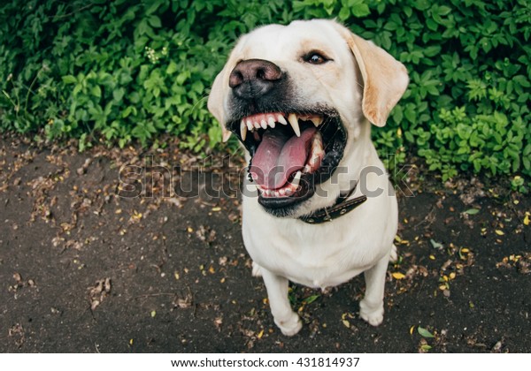 怒り狂った犬が歯を見せる の写真素材 今すぐ編集
